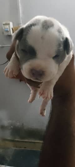 American pitbull