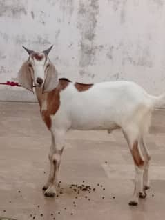 2 dant bakrre