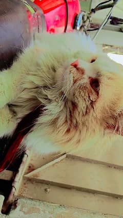 1 cat