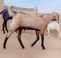 qurbani k liya bakry available