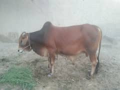 Bull for sale sahiwal