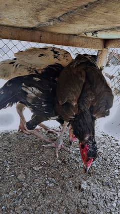 1 breder male and 3 hens for sale