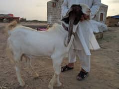 Bakra for sale