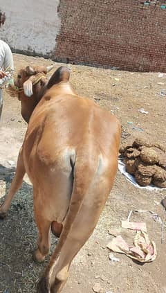 vehra for Qurbani