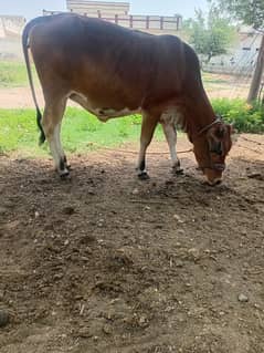 Dowandi wehri for sale