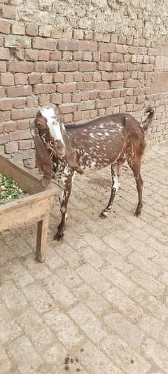 Goat /Qurbani/2dant/Bakery for sell