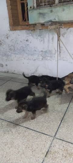 German Shepherd female and male puppies 3 female and 1 male