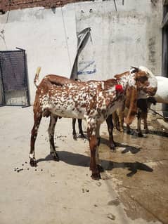 Bakra