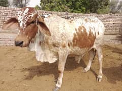 qurbani bull for sale
