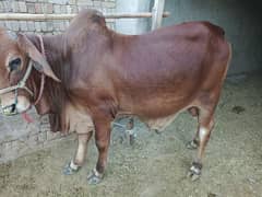 qurbani bull for sale