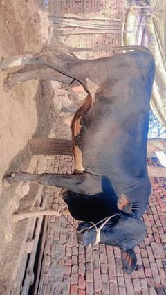 qurbani k ley hai heavy wait