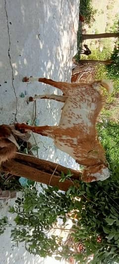 2 Dant Bakra for Qurbani 130k KY dono