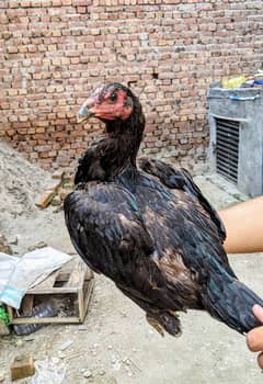 Thai burmi female