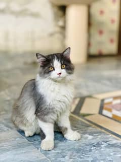 Persian cat Male for sale age 1 year