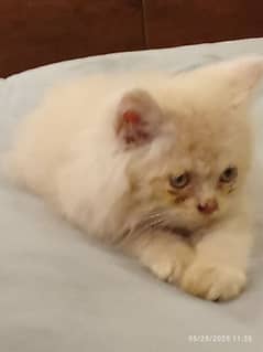 Persian