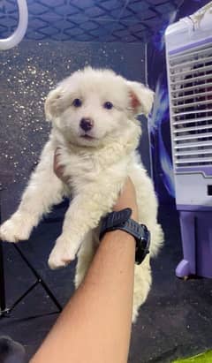 Russian puppy-dog puppy-dog-white dog