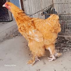 GOLDEN BUFF / GOLDEN MISRY PAIR