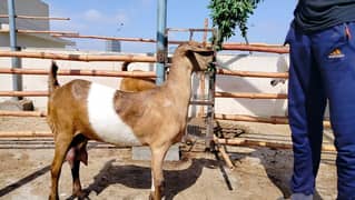 4 Dant bakri goat