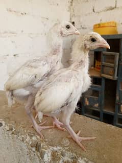 Aseel heera chicks available
