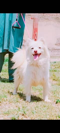pure Rashion russy female age 12 month for sale