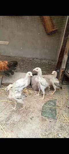 Pure Aseel Sindhi Chicks