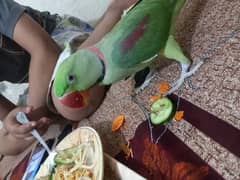 Raw hand tem taking parrot