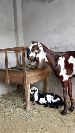 dasi bakri