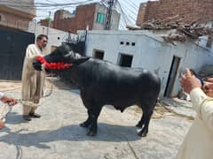 buffalo /Bachra | Katta | Wacha| Qurbani 2025| Bulls| بھنس | jhota