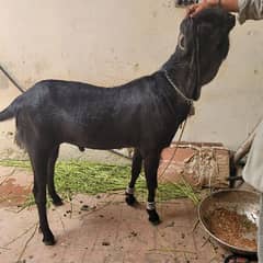 Nagra nasal ka bakra for sale (Multan)