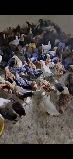 Golden/Silver Misri chicks 70 days age.