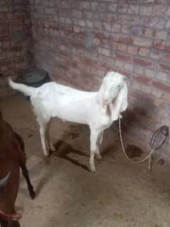 Donda bakra