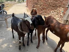 Bakra For Sale - Eid Qurban