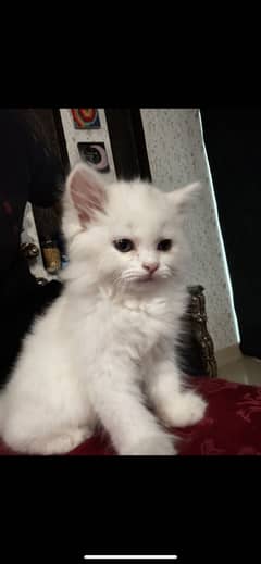Persian