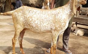 Bakra | Goat | available in lahore