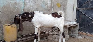 bakri for sale