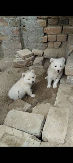 2male available