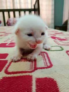 Adorable 15-Day-Old White Persian Female Kitten for Sale!