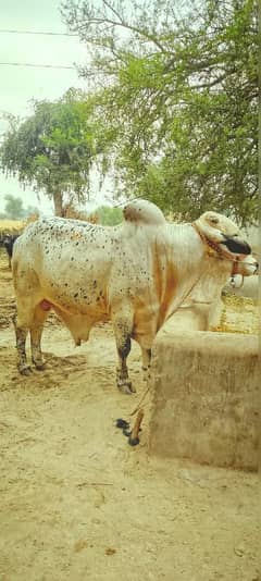 cholastani bramnr