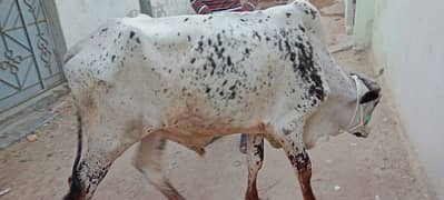 2 dant bachra for sale