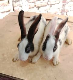 Rabit