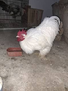 bantam