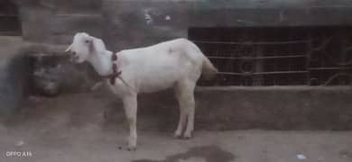 bakri 4 dant