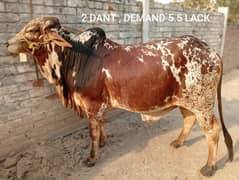 Qurbani k janwer cattle wera bull cow wacha  bakra 4 sale difrnt price