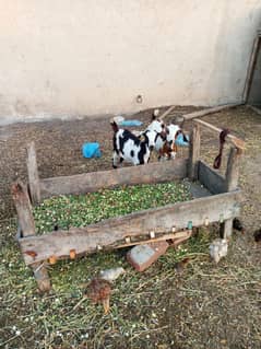 male female goat