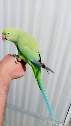 Handtamed
