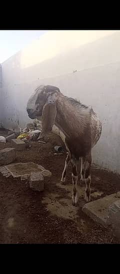 قربانی