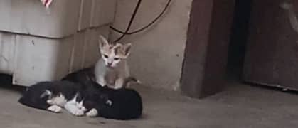 3 Beautiful & Healthy Kittens for Sale (2 Males, 1 Female)