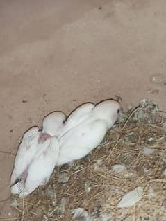 albino red eye