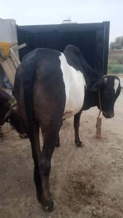 Ablak