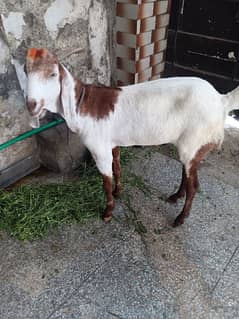Khasi bakra